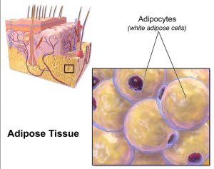 adipose-tissue